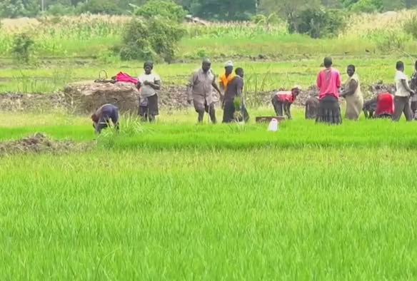 Food Security: Governor Gladys Wanga’s Irrigation Drive Transforming Agriculture in Homa Bay