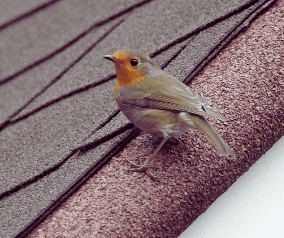 What to Do When a Storm Damages Your Roof