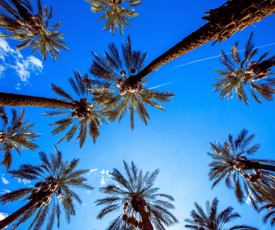 The Case for Roof Maintenance in Newport Beach Hercules Roofing The Case for Roof Maintenance in Newport Beach