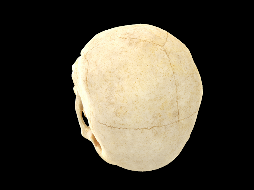 Human Skull by nathan stevens
