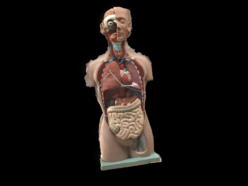 human body by nathan stevens
