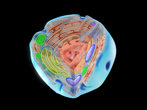 Animal cell by nathan stevens