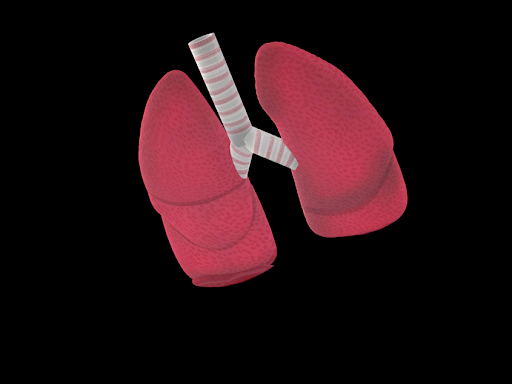 Lungs by nathan stevens