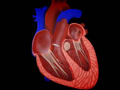 3D heart by nathan stevens