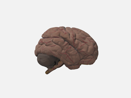 Brain Human 2 by Munish Dhiman