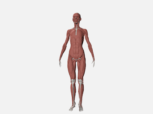 Human Anatomy by Munish Dhiman