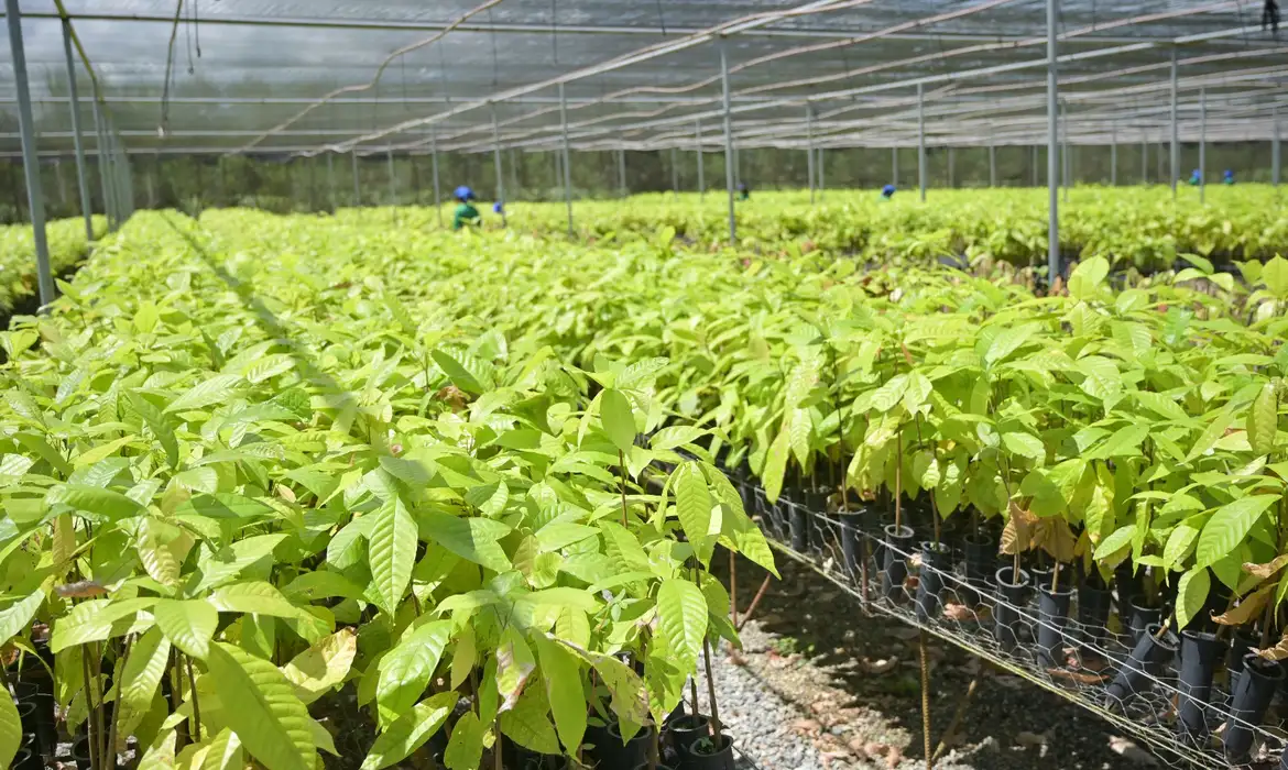 Fazenda-laboratório da Belterra Agroflorestas, no Pará. Foto: Washington Alves/Light Press