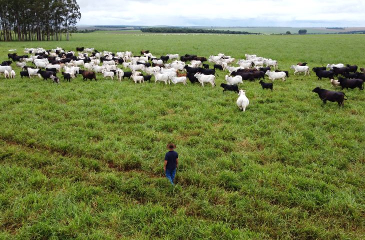 Agropecuária em Mato Grosso do Sul lidera crescimento devido a políticas e inovação
