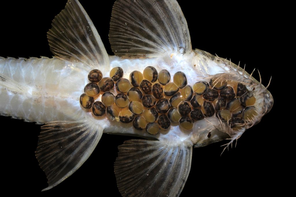 Bioparque Pantanal registra 100ª reprodução e lidera conservação aquática