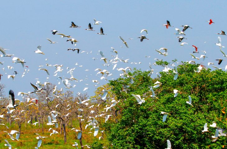 Governo de MS prepara ação integrada para COP15 em Campo Grande