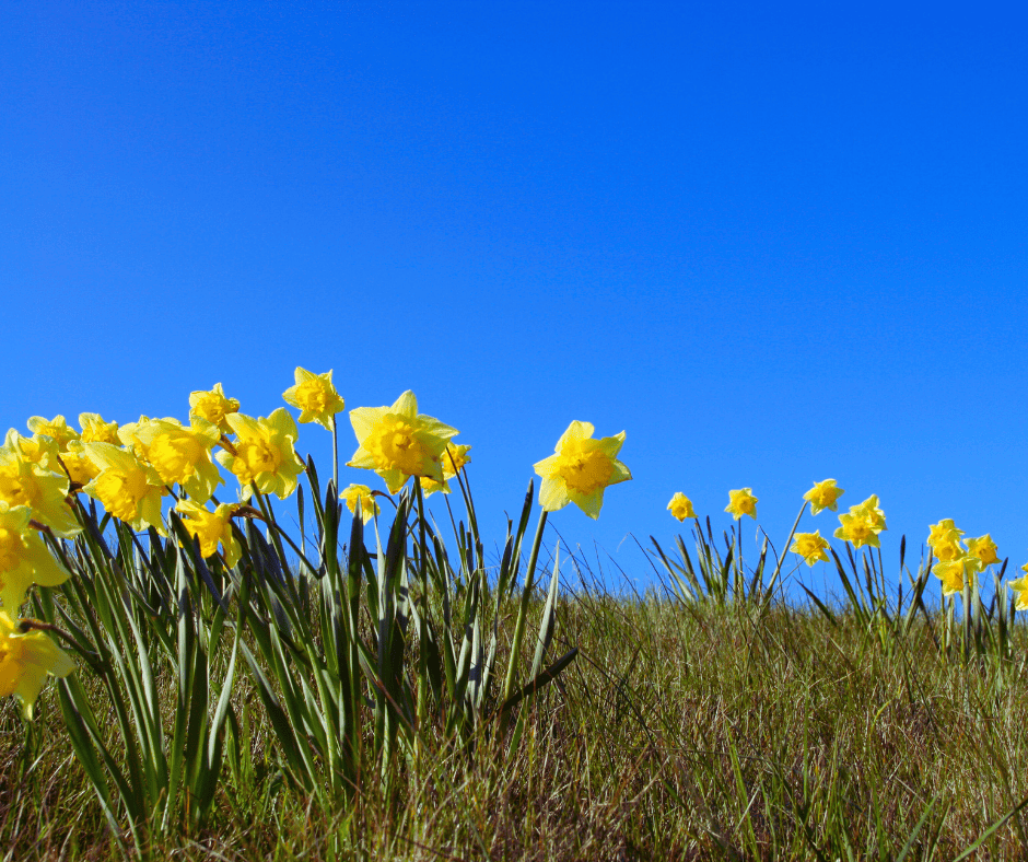 Why South Eugene Properties Require Specialized Moisture Barriers Klaus Roofing Systems of Oregon Why South Eugene Properties Require Specialized Moisture Barriers