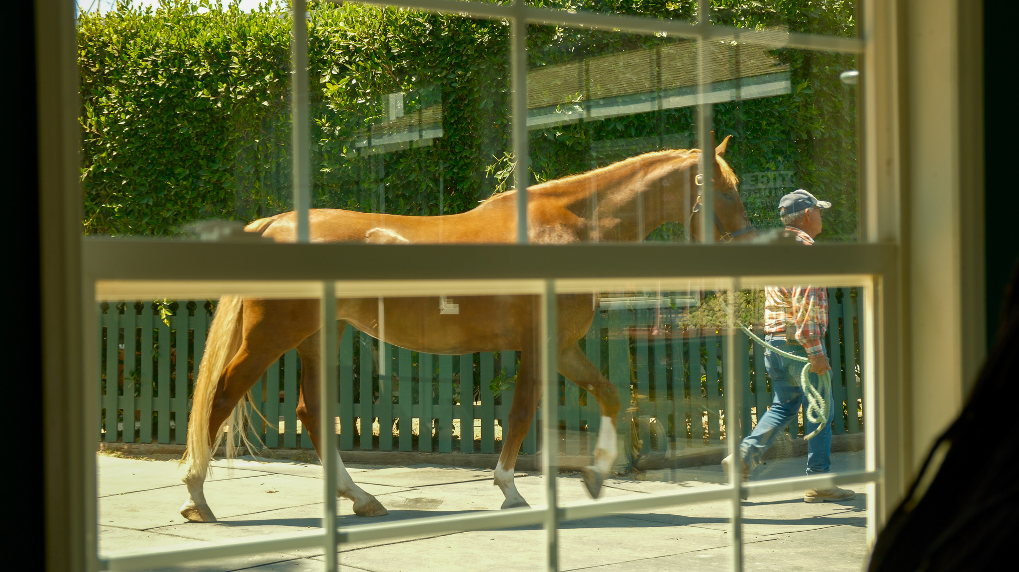 Image of a window showing a large horse being walked by a man in a lead.