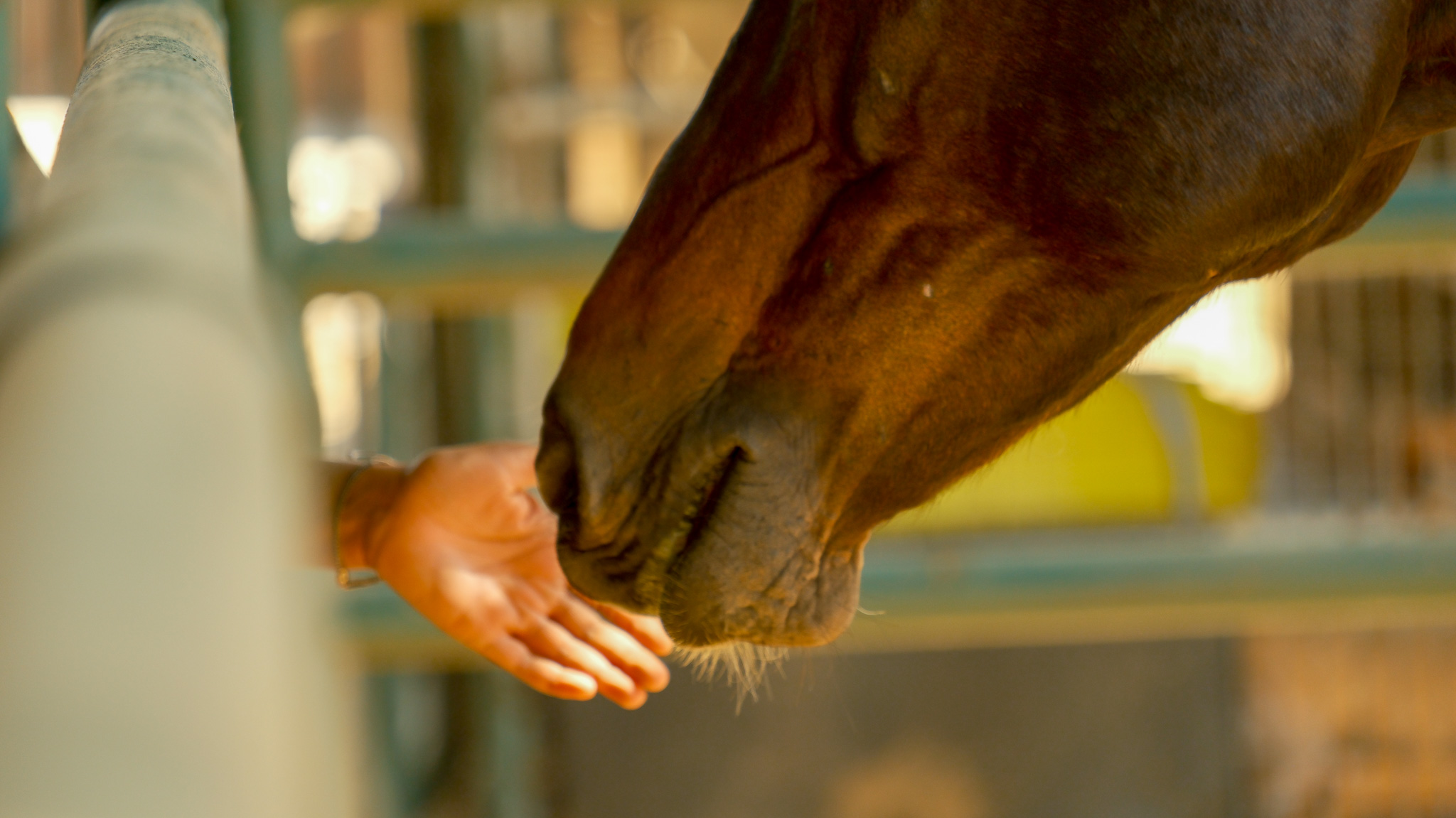 Image of person reaching their hand out through a fence and a brown horse reaching out with their nose to touch the person's hand.