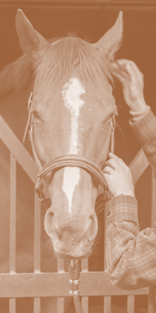 Image of horse in a stable with someone putting on a halter.