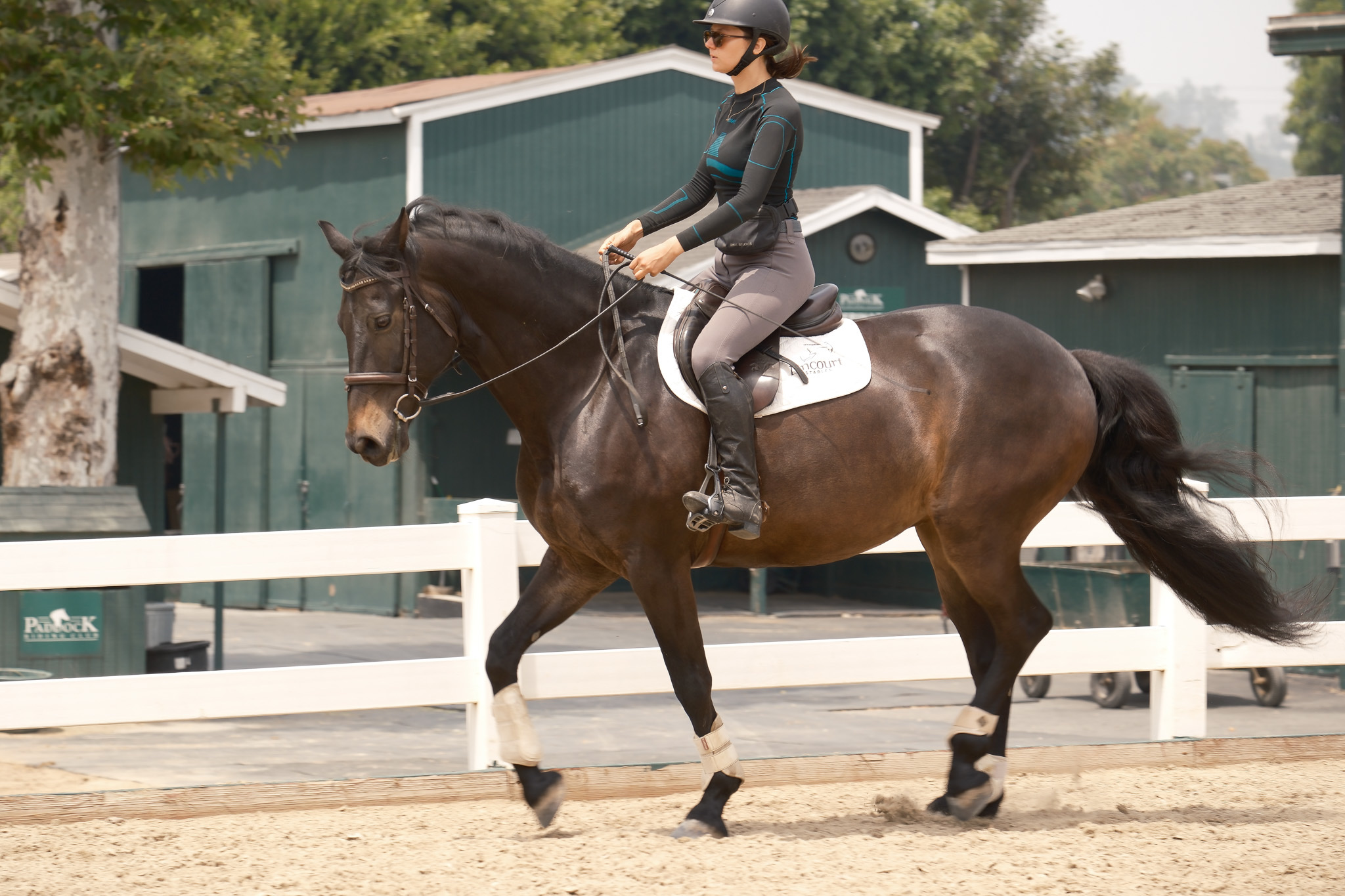 engaged trot - light in contact