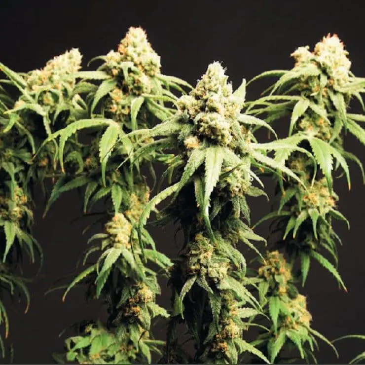 Magnum XL Automatic 5 Samen