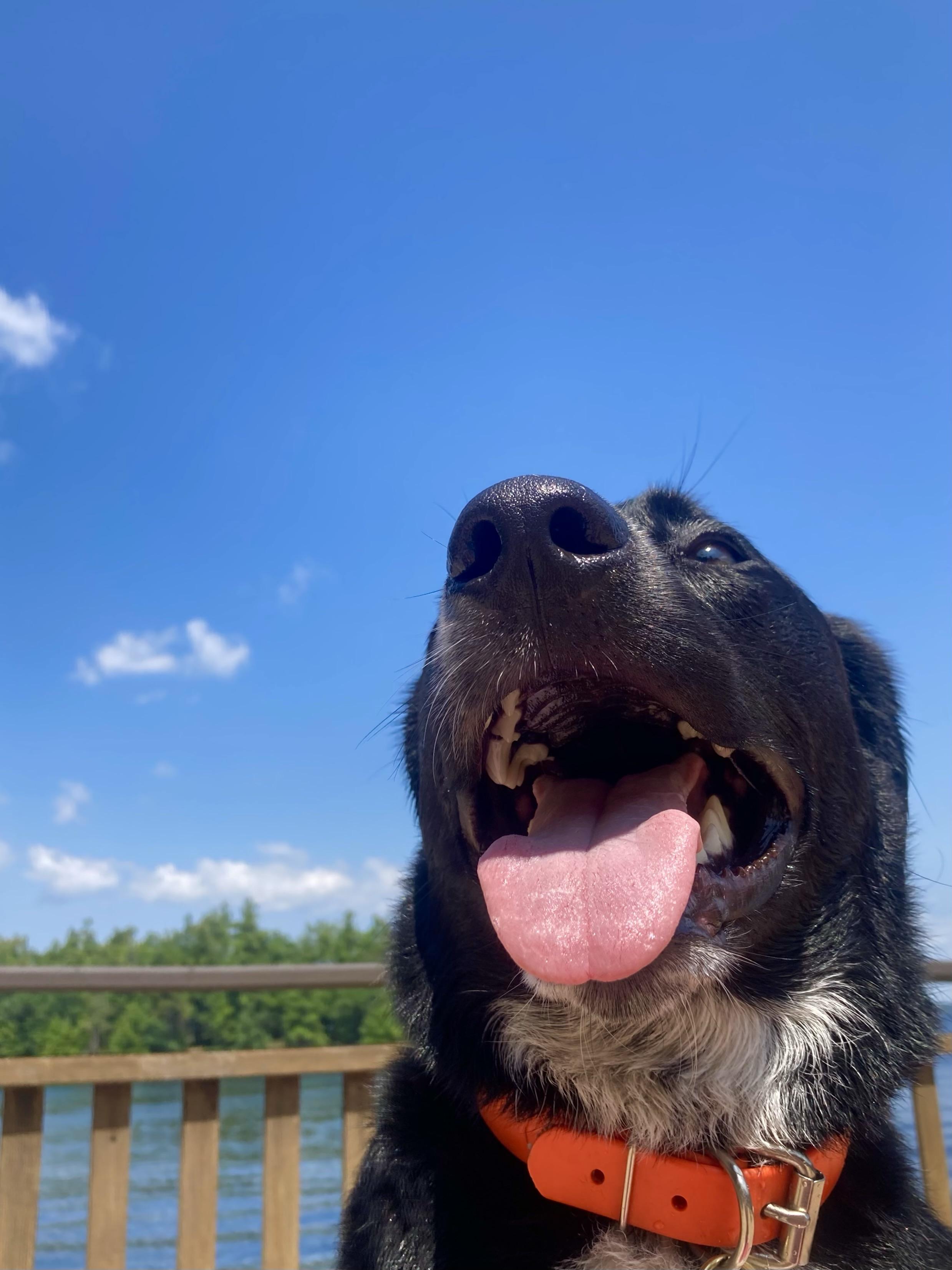 Bright blue sky with a few clouds. A black dog with his mouth open and tongue hanging out is in the foreground.