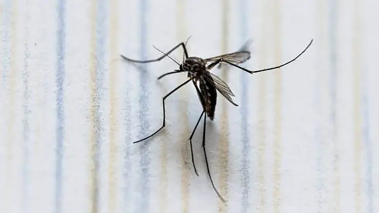 nxnoticias.com-alertan-por-incremento-de-casos-de-dengue-en-morelos