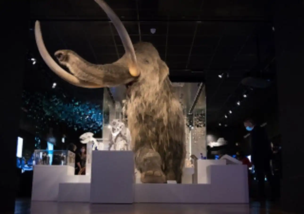 nxnoticias.com-vendria-en-2028-la-desextincion-del-mamut