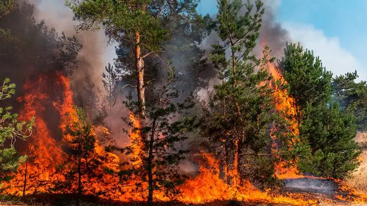 nxnoticias.com-presidenta-de-san-lazaro-hace-un-llamado-a-fortalecer-la-coordinacion-interinstitucional-para-combatir-incendios-forestales