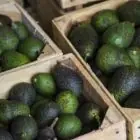 nxnoticias.com-estados-unidos-frena-importaciones-de-aguacate-mexicano