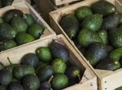 nxnoticias.com-estados-unidos-frena-importaciones-de-aguacate-mexicano