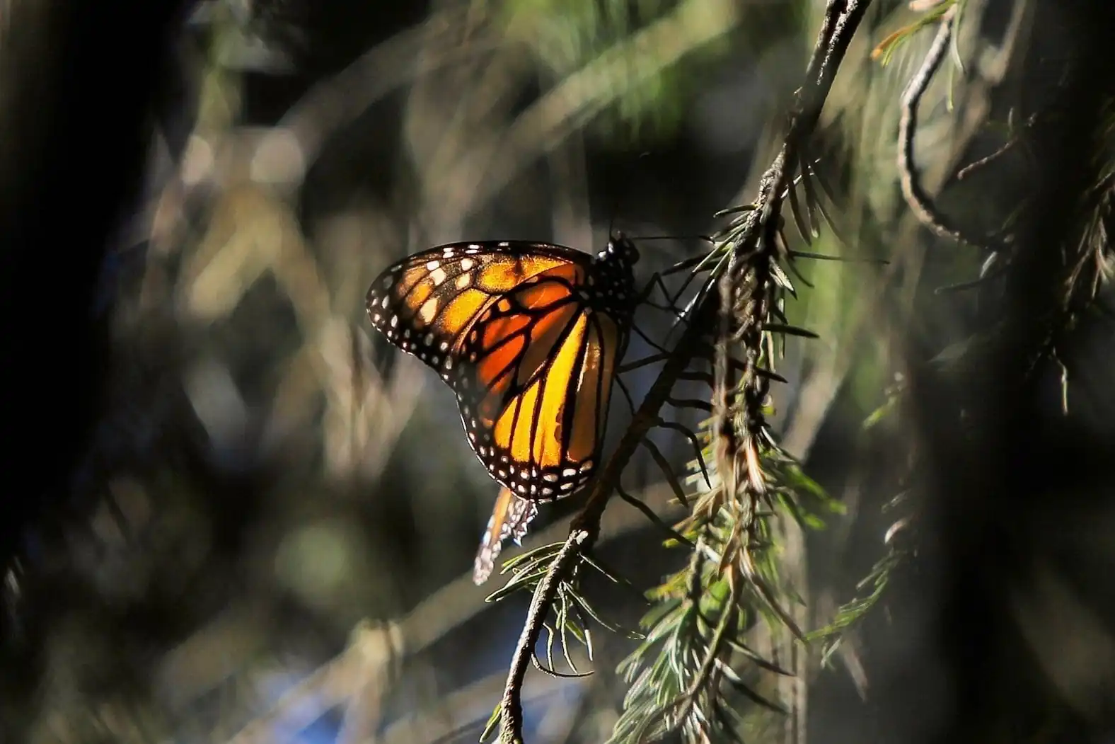 nxnoticias.com-michoacan-celebra-16-anos-de-la-reserva-de-la-mariposa-monarca-como-patrimonio-mundial