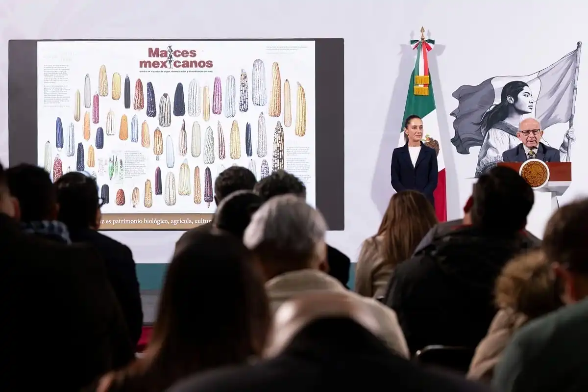 nxnoticias.com-sheinbaum-rechaza-siembra-de-maiz-transgenico-buscara-prohibirlo-constitucionalmente