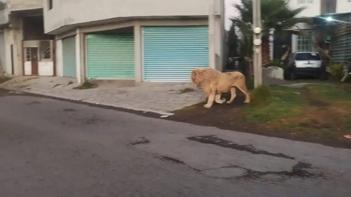 nxnoticias.com-captan-a-leon-paseando-por-calles-de-ocoyoacac
