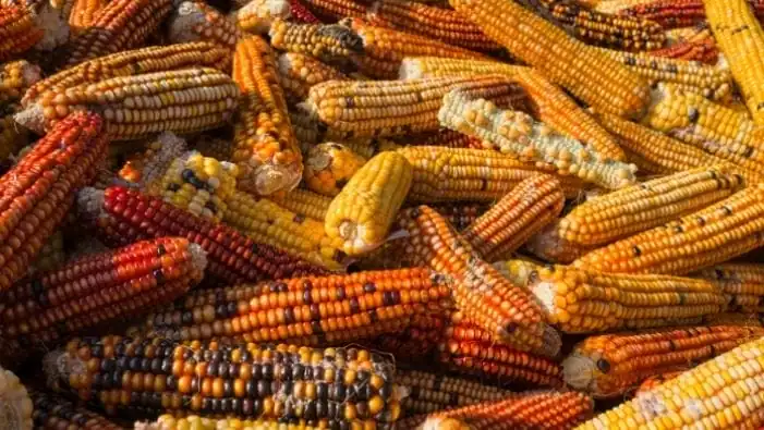 nxnoticias.com-mexico-revierte-restricciones-a-las-importaciones-de-maiz-transgenico