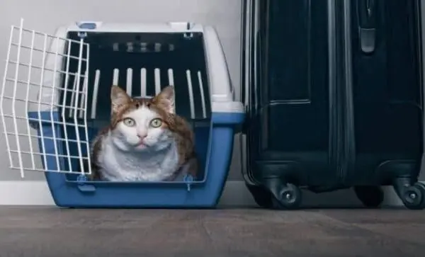 Nuevos requisitos para viajar con mascota de EU a México.