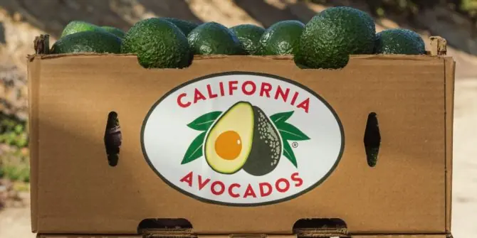 Productores de California piden aranceles al aguacate mexicano.