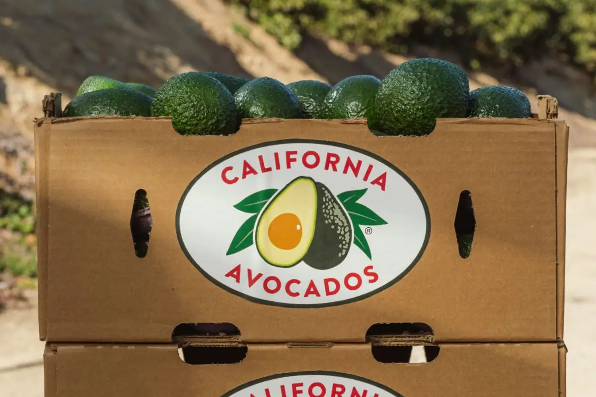 Productores de California piden aranceles al aguacate mexicano.