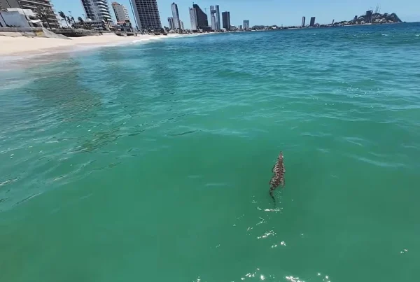 Restringen acceso a playas en Mazatlán por presencia de cocodrilo.