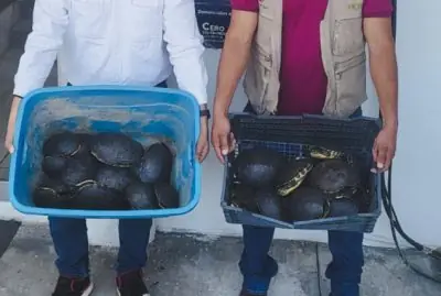 Detienen a dos personas por tráfico de tortugas y cocodrilos en Tabasco.