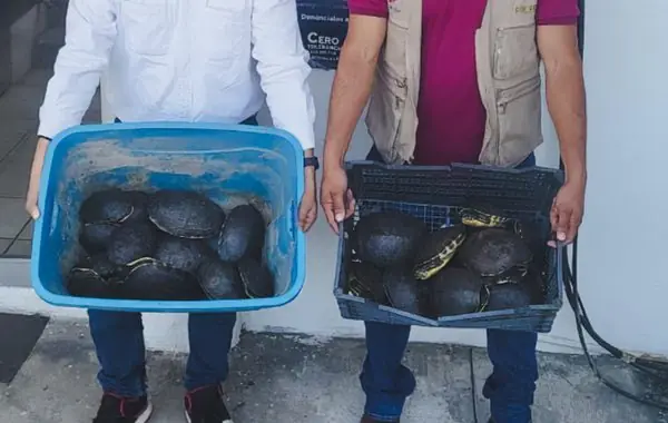 Detienen a dos personas por tráfico de tortugas y cocodrilos en Tabasco.