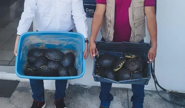 Detienen a dos personas por tráfico de tortugas y cocodrilos en Tabasco.