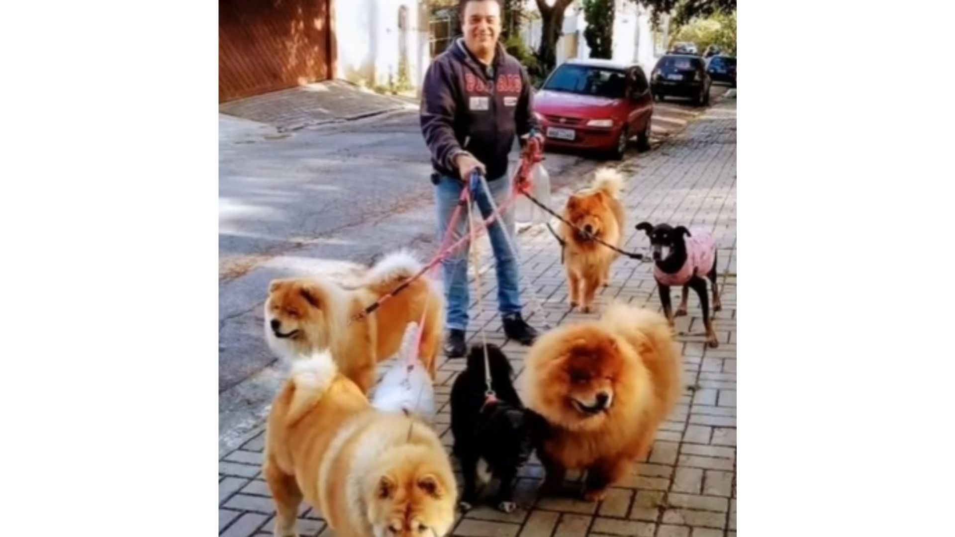 Nahim e cachorros