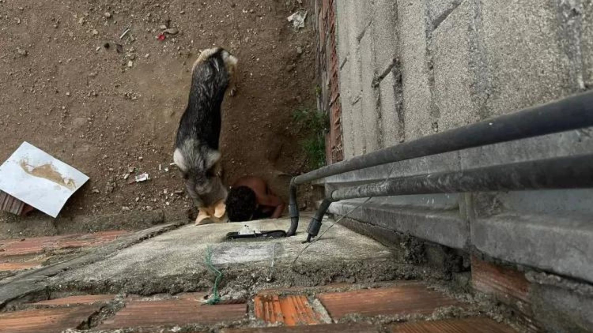 Criança e cachorro olhando a rua