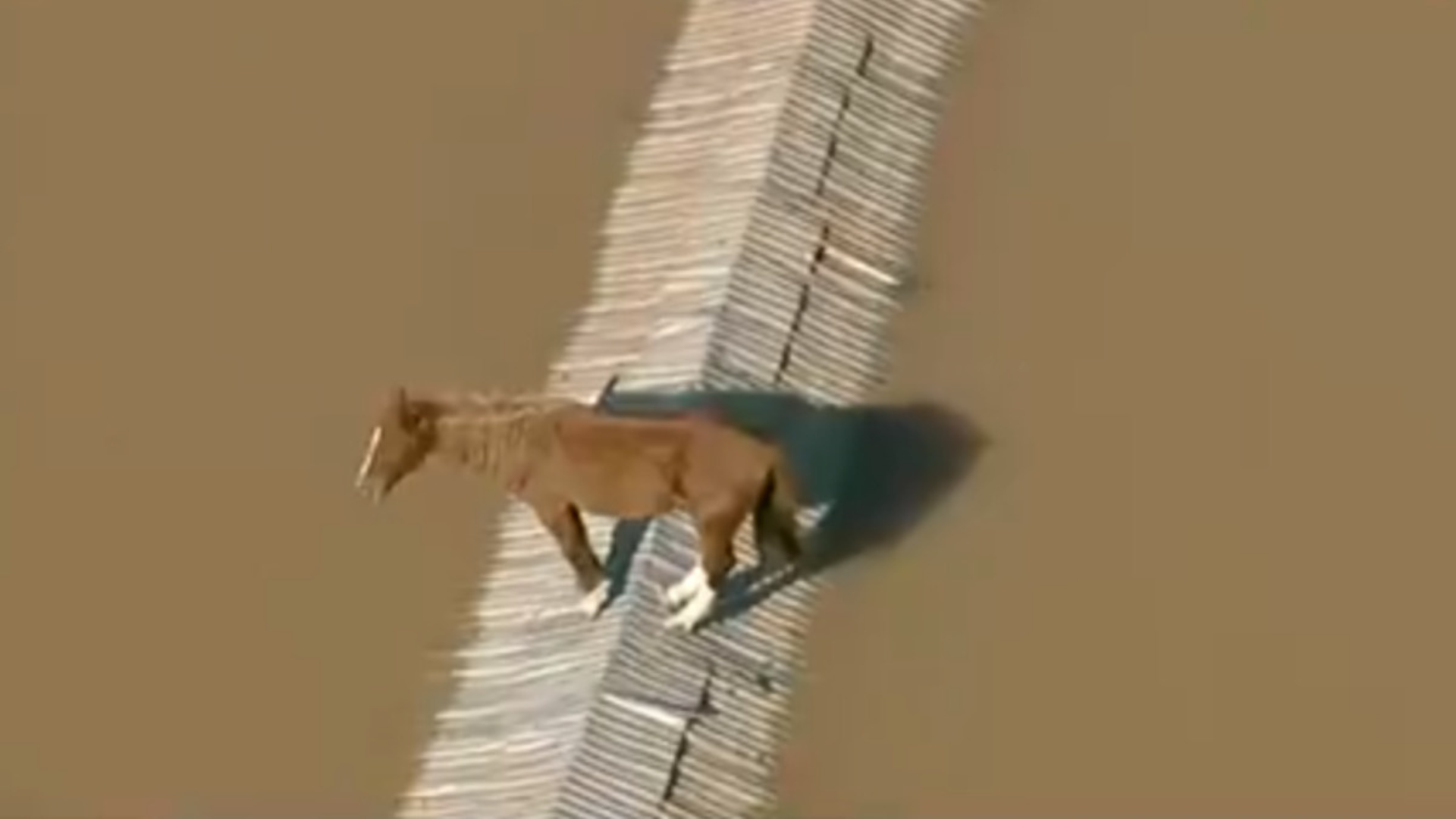 Cavalo isolado