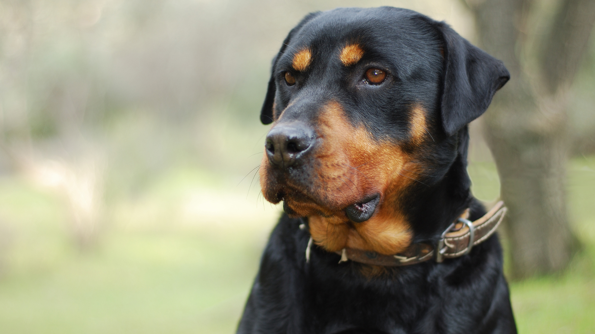 Bebê morre após ser atacado por cachorro