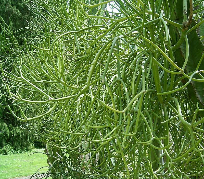 Plantas venenosas Aveloz