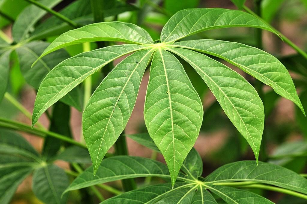 Plantas venenosas Mandioca Brava