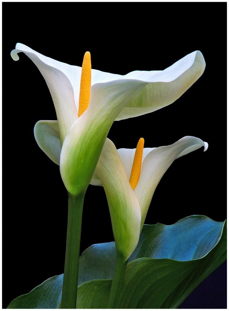 Plantas venenosas Copo de Leite