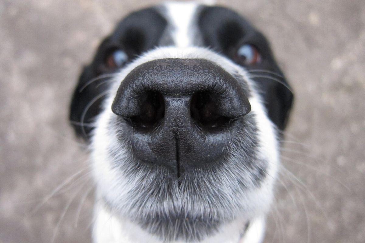 Cachorro