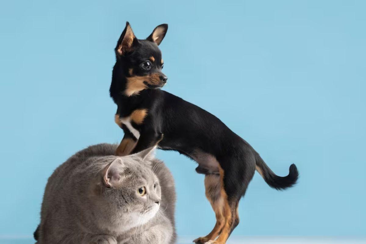 Gatos e cachorros