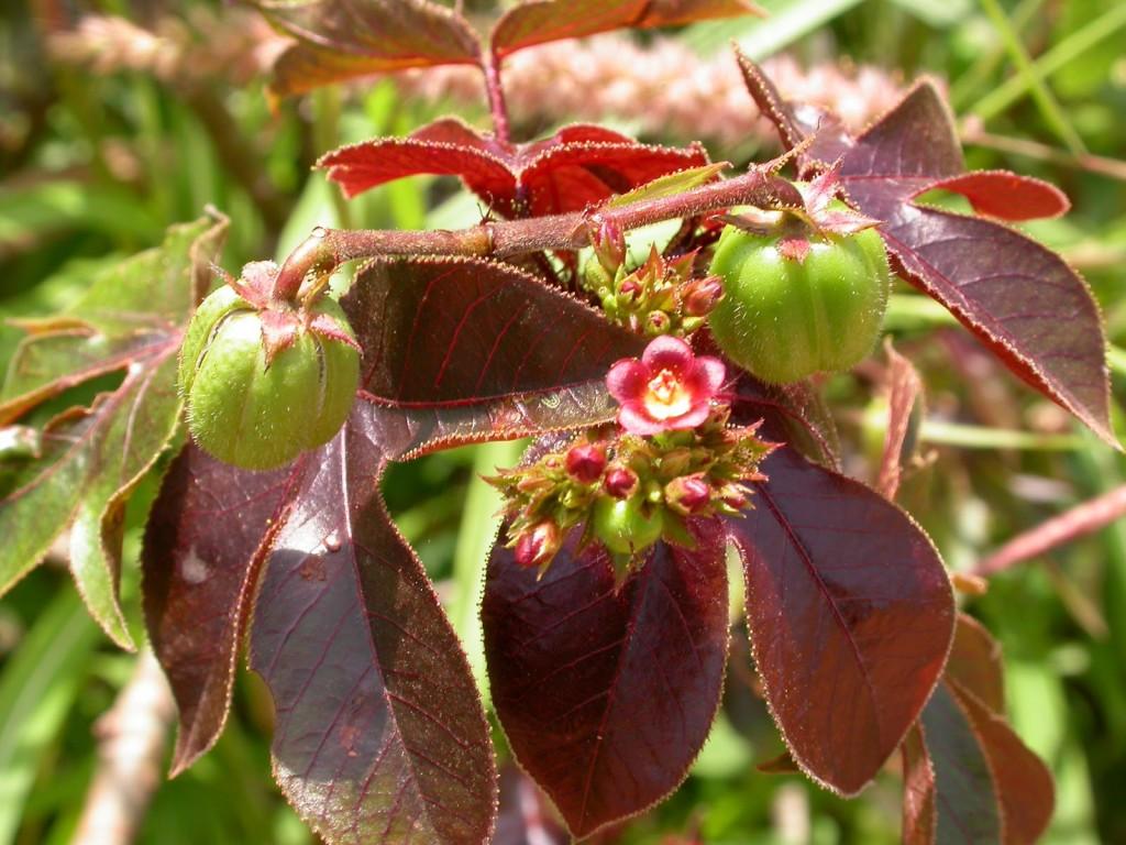 Plantas venenosas Pinhão Roxo