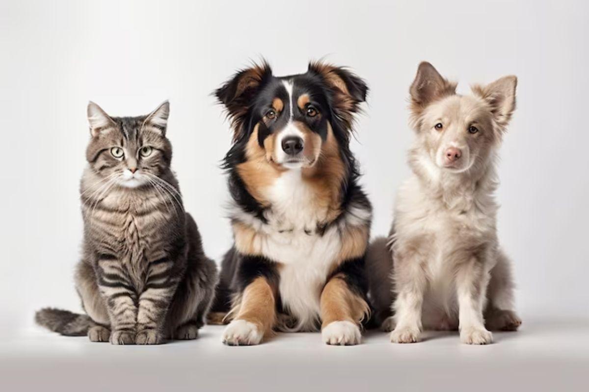 Gato e cachorro