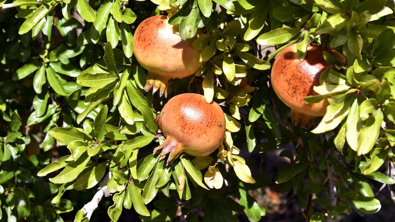 Guia completo para cultivar Romãs no seu jardim - Pais e Filhos