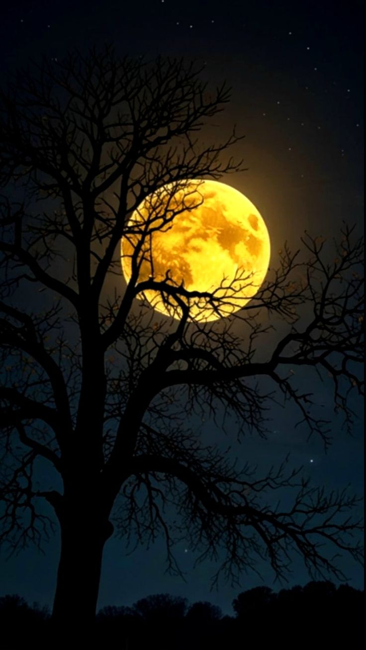 Attractive6 Angelfish